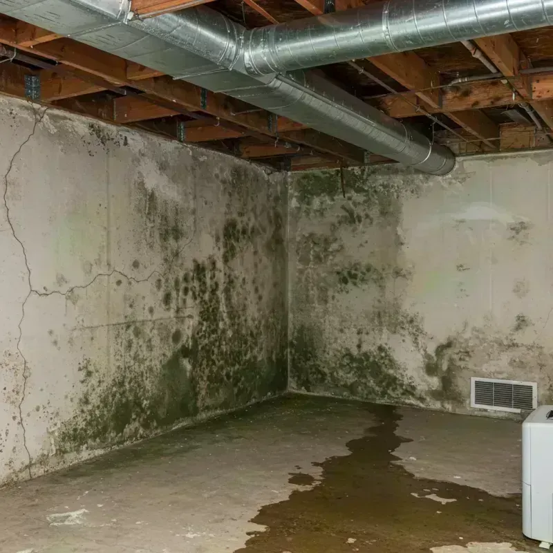 Professional Mold Removal in Onarga, IL